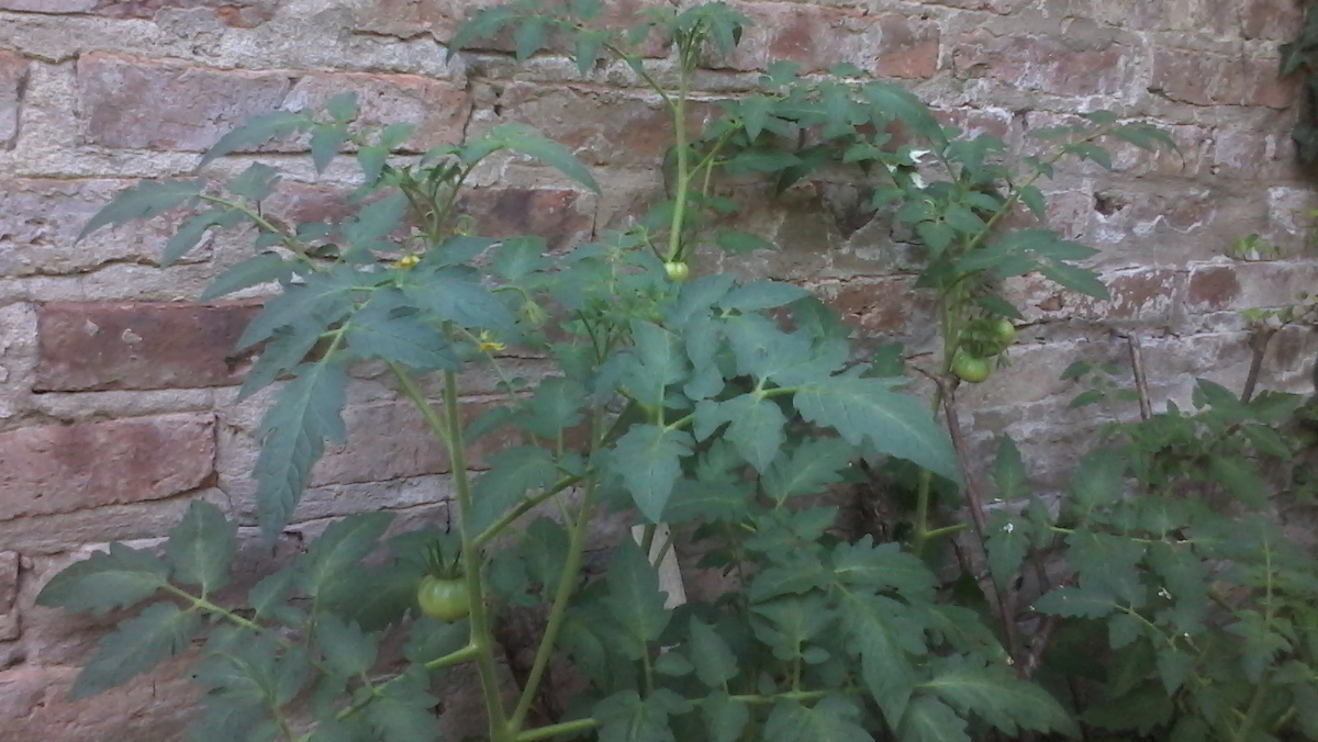 Planta de tomates redondos